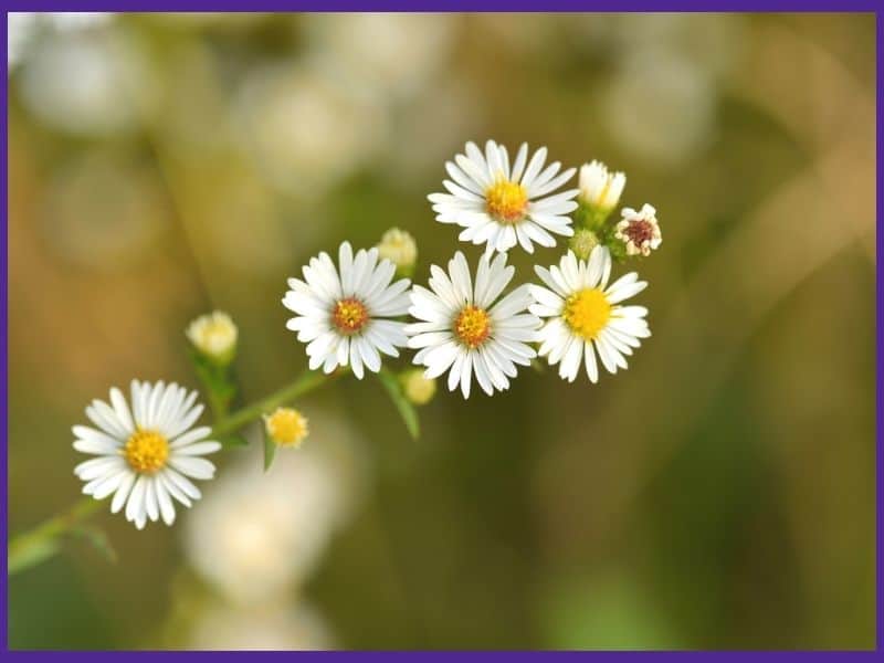 A close up image of six growing chamomile blossoms. Chamomile looks like a small yellow and white daisy.