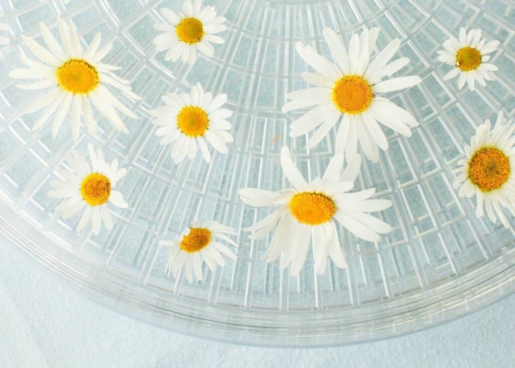 White chamomile flowers on a clear dehydrator tray that's resting on a light blue surface.