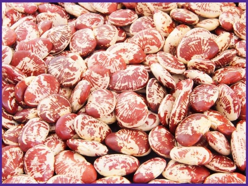 Christmas pinto beans with tan and red coloring