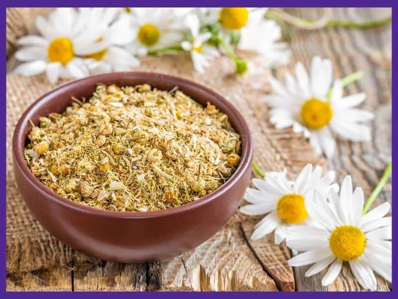 A small bowl of dry chamomile flowers on a wood surface next to fresh chamomile flowers