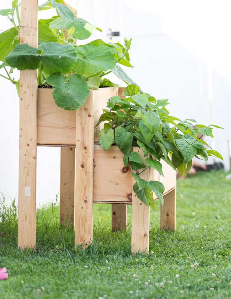 Gourds and bush beans growing in a raised, two tier planter box made from 2x4s and 12" pine boards. 