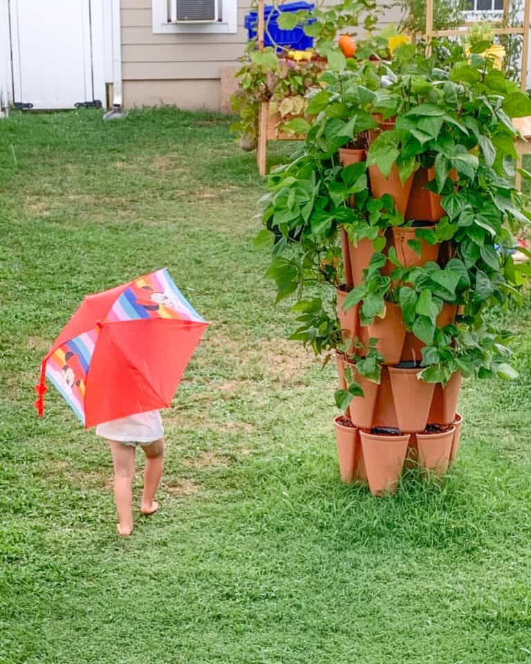 How to Plant and Grow Lima Beans Successfully Together Time Family