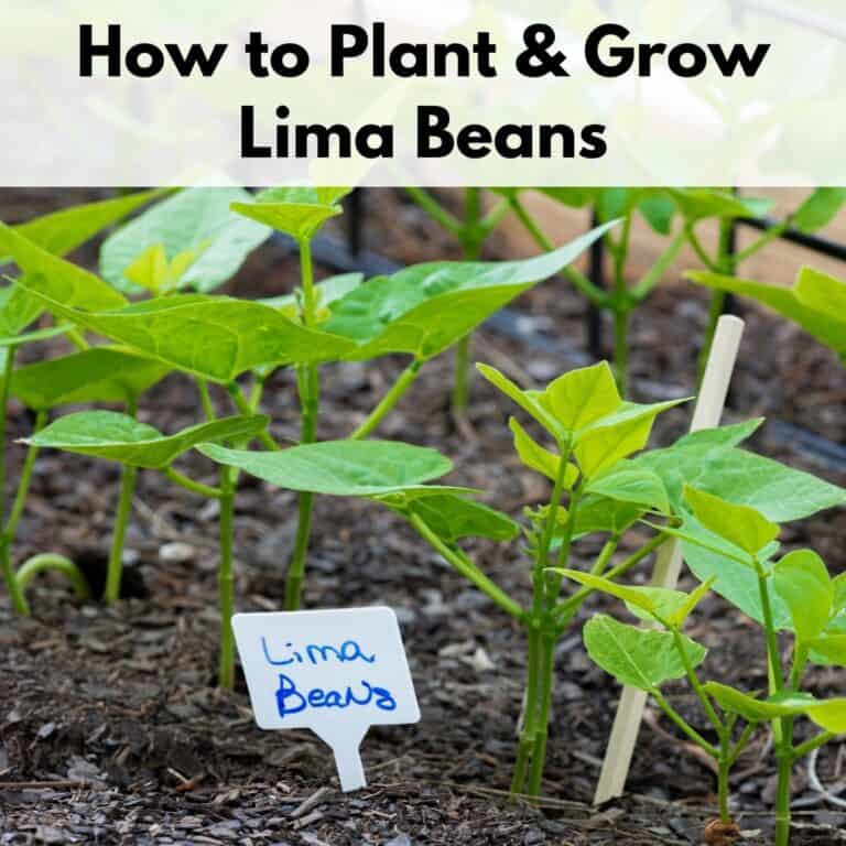 Text overlay "how to plant and grow lima beans" on top of a close up image of lima bean seedlings in a raised bed