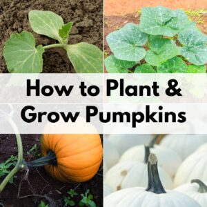 text overlay "how to plant and grow pumpkins" over a 2x2 grid of images with: a pumpkin seedling, a pumpkin blossom, a pumpkin in the field, and a stack of white pumpkins