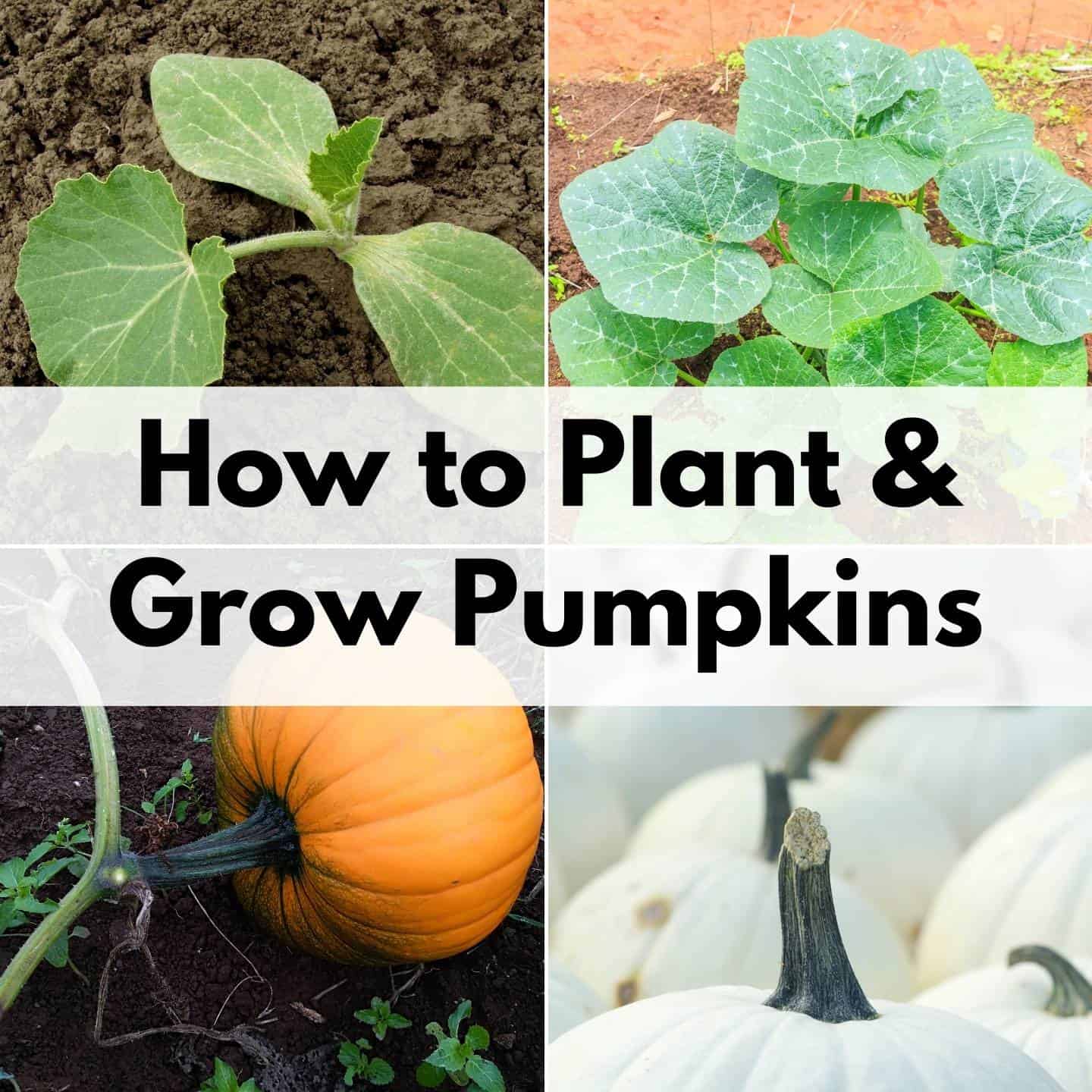 Growing Pumpkins - How to Plant & Grow Pumpkins Successfully - Together ...