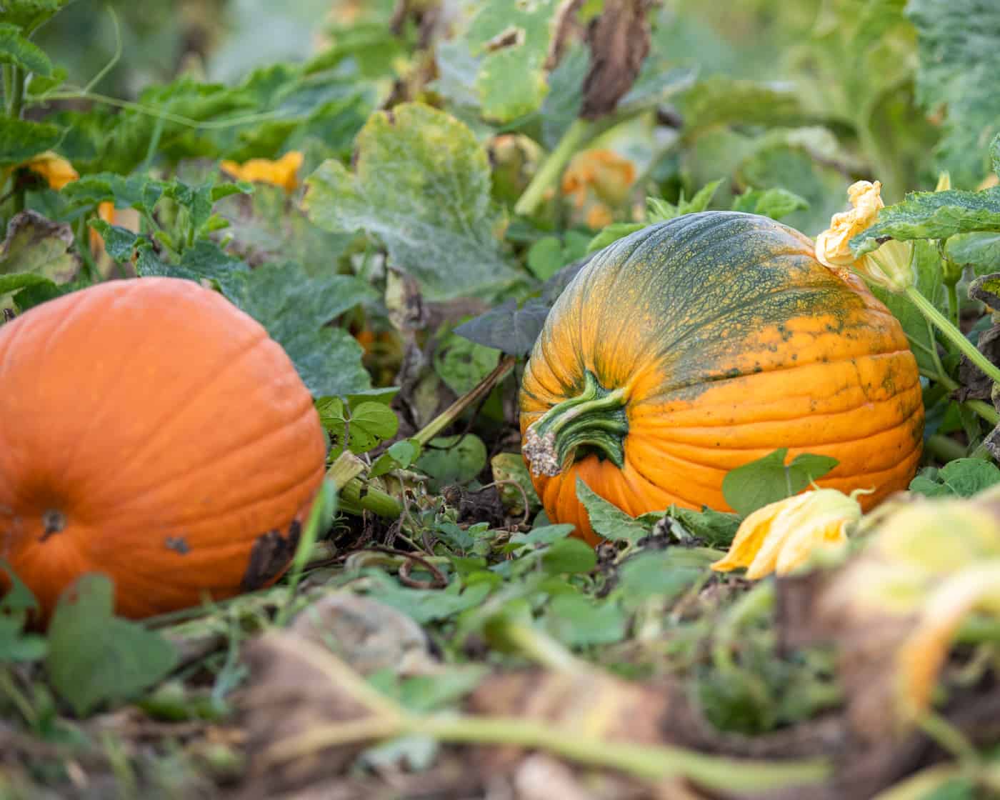 Growing Pumpkins - How to Plant & Grow Pumpkins Successfully - Together