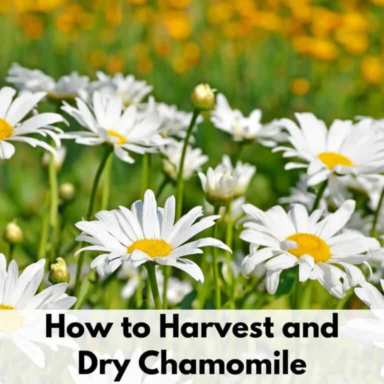 Text overlay "How to Harvest and Dry Chamomile" at the bottom of a sunny field of blooming chamomile