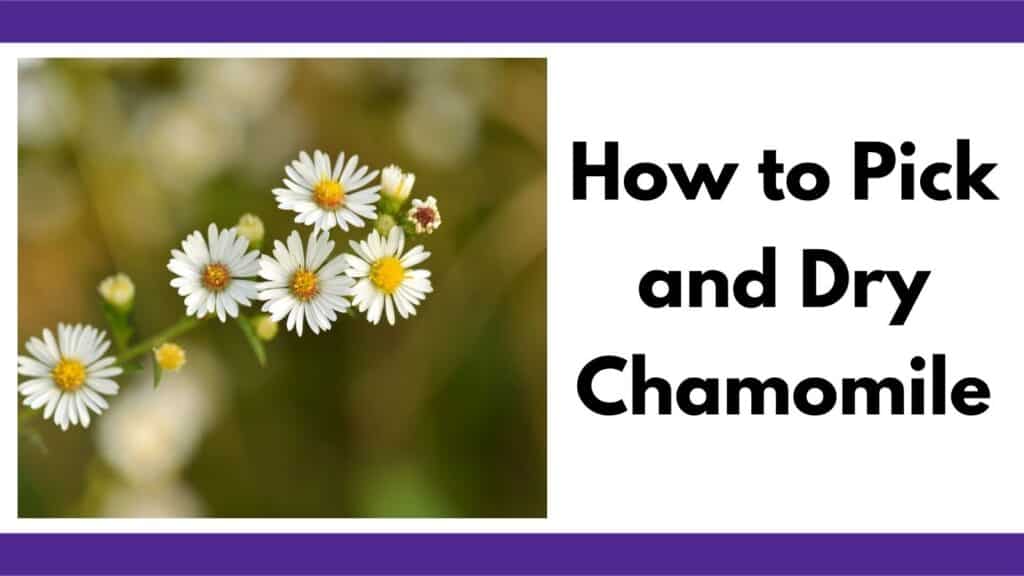 Text "how to pick and dry chamomile" next to an image with close up image of six growing chamomile blossoms. Chamomile looks like a small yellow and white daisy.