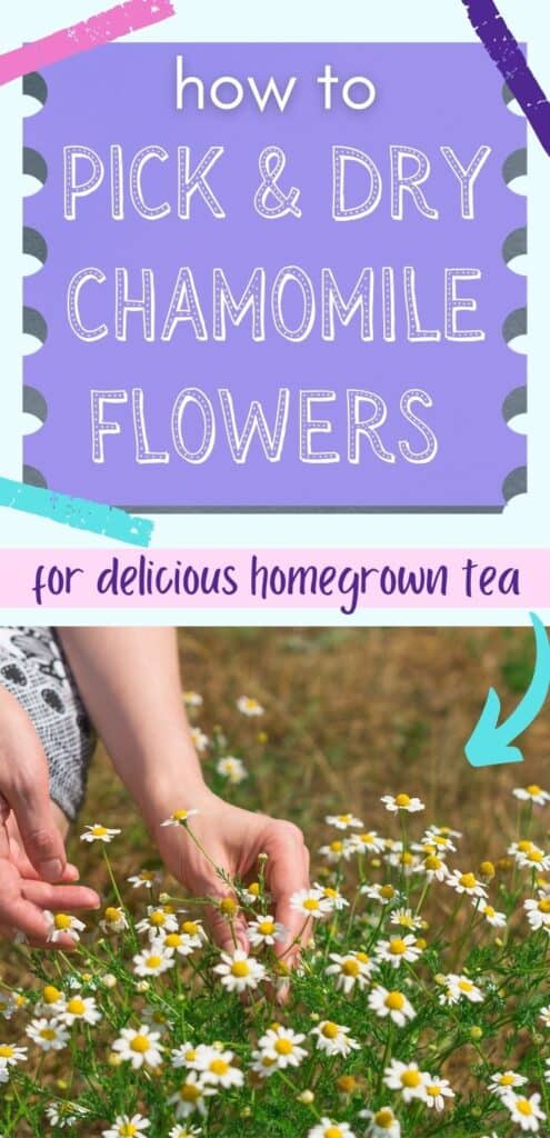 Text "how to pick and dry chamomile flowers for delicious homegrown tea" above an image of a woman's hands picking chamomile