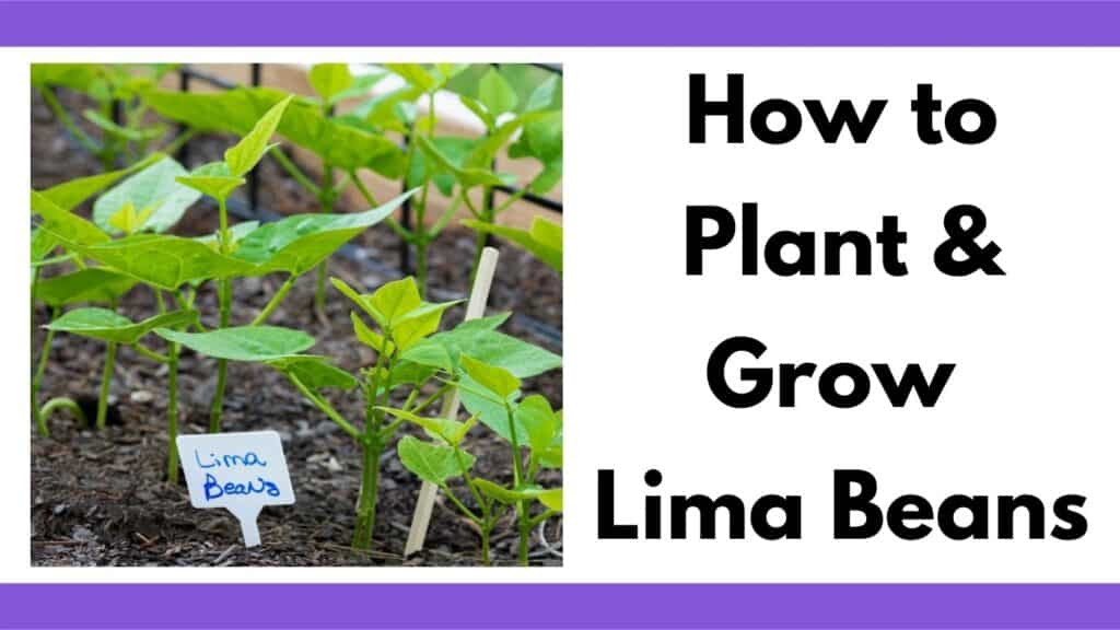 Text "how to plant and grow lima beans" next to an image of lima bean seedlings in a raised bed garden