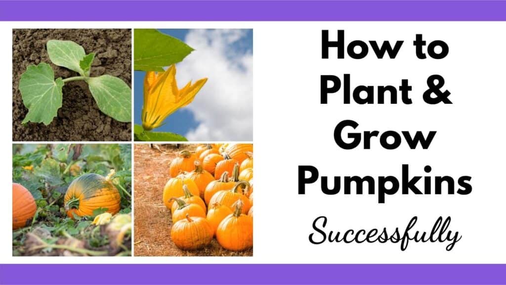 text "how to plant and grow pumpkins successfully" next to a 2x2 grid of images with: a pumpkin seedling, a pumpkin blossom, a pumpkin in the field, and a stack of orange pumpkins