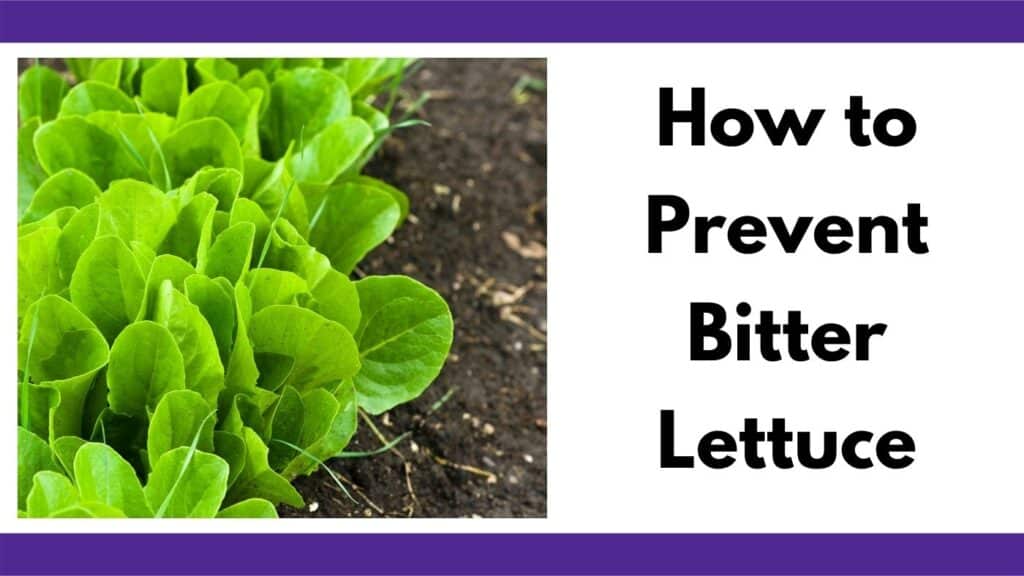 Text "how to prevent bitter lettuce" next to a square image of green loose leaf lettuce growing in rich garden soil.