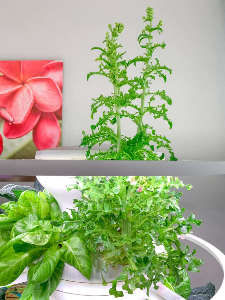 A bolted lettuce plant with a tall central stem ending in a closed flower bud. The plant is being grown on the top level of a hydroponic system indoors.