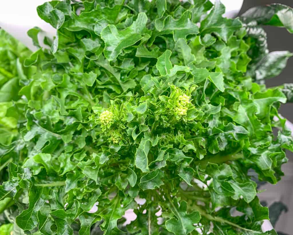 A close up image of a hydroponic lettuce preparing to go to seed. The beginnings of a central flower stalk are forming.