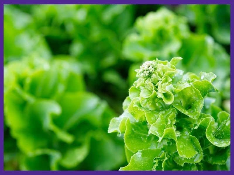 A head of lettuce starting to bolt. A compact central stem with a flower head is forming.