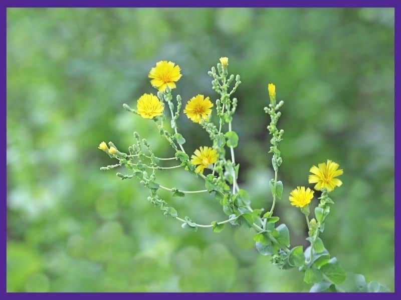 A close up of yellow lettuce flowers