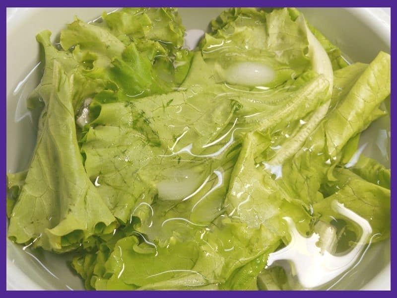 Lettuce leaves in a bowl of ice water