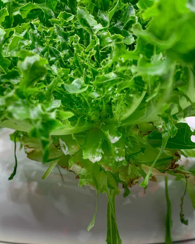 A close up of a hydroponic lettuce plant. Several lower leaves were recently removed and have white lettuce sap coming from the plant. 