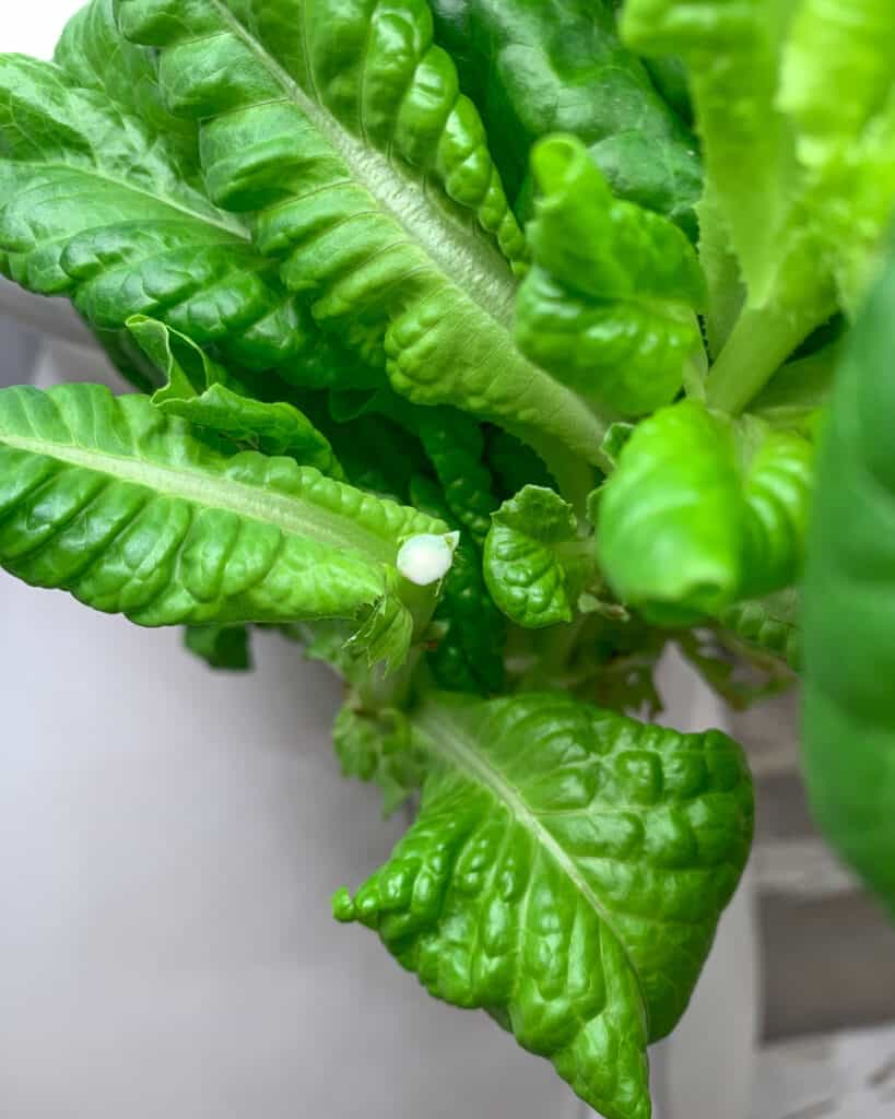 A close up view of a lettuce plant. The central growing stem has been cut off and is oozing white lettuce sap.