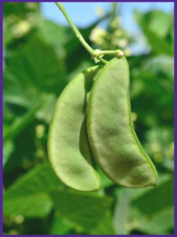 Unripe lima beans on the vine. The pods are flat instead of plumped up.