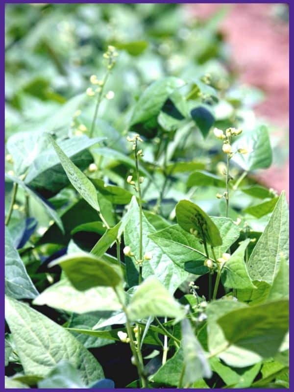 A close up of flowering lima bean plants