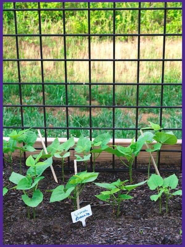 Lima bean seedlings in a raised bed with a metal trellis in the background