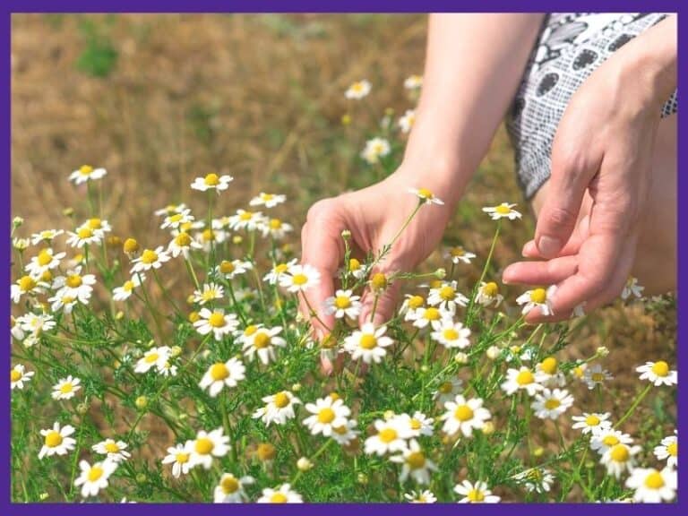 Harvesting Chamomile How to Pick & Dry Chamomile Together Time Family