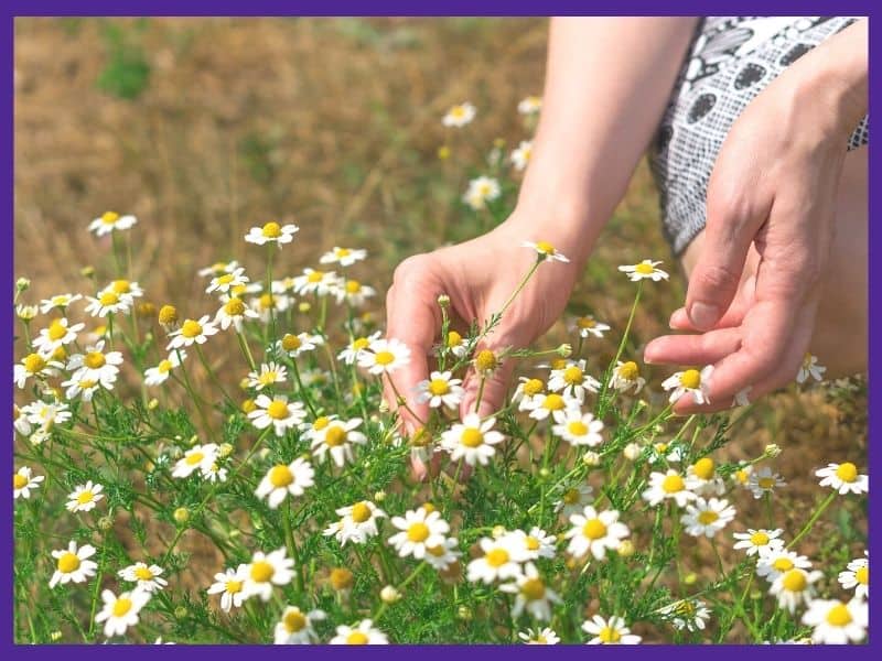 A pair of woman's hands picking a chamomile flower from a patch of blossoming chamomile