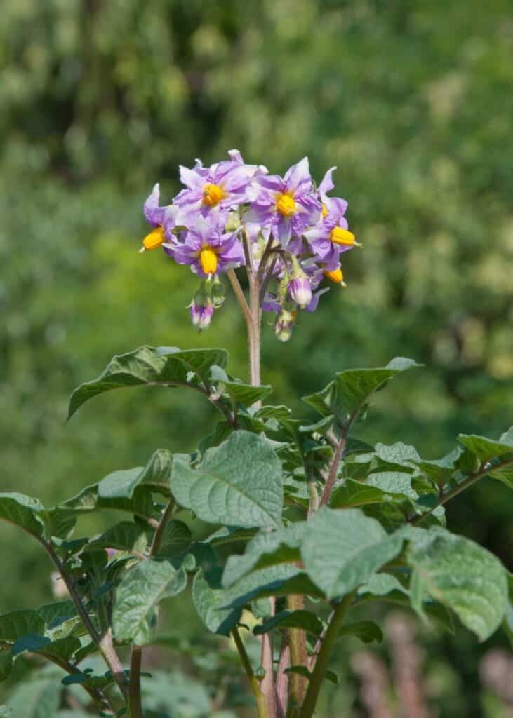 A close up image of a flowering potato plant with purple flowers. Potato plants look similar to tomatoes, and potato flowers look similar to tomato flowers. 