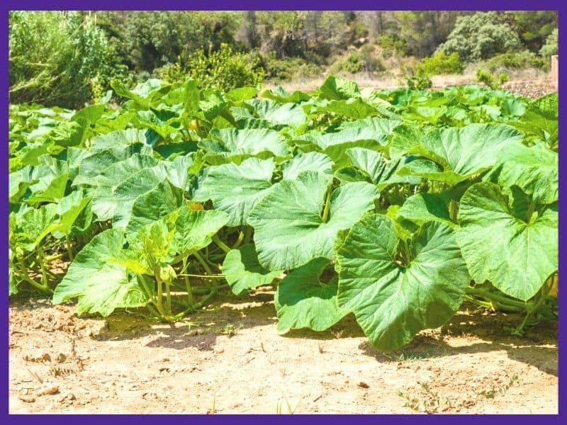 A field of green pumpkin leaves growing across the ground