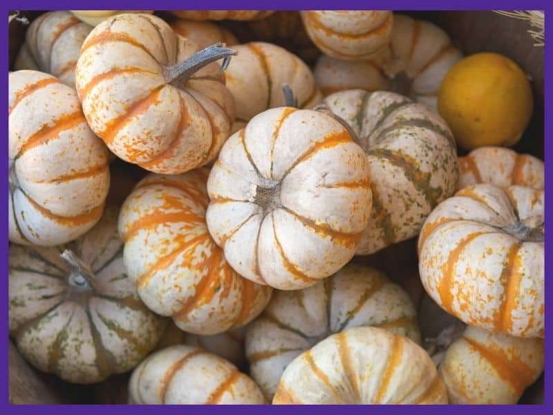 A pile of small white and orange pumpkins in a basket