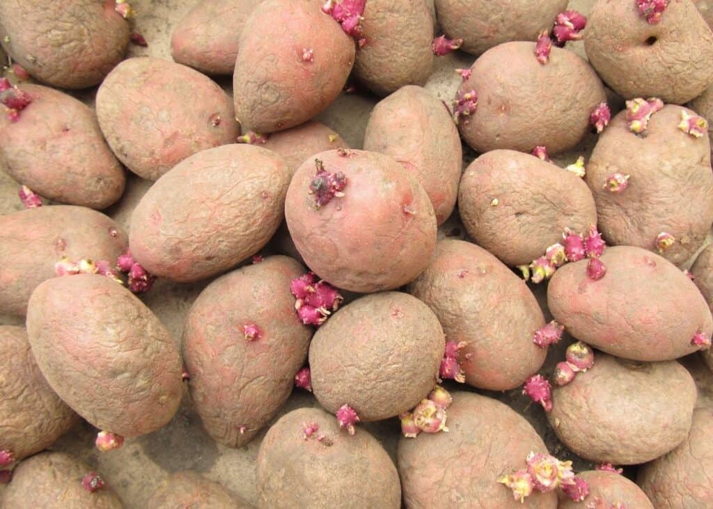 A pile of sprouted red potatoes. Potatoes have green and pink sprouts and wrinkled skins.