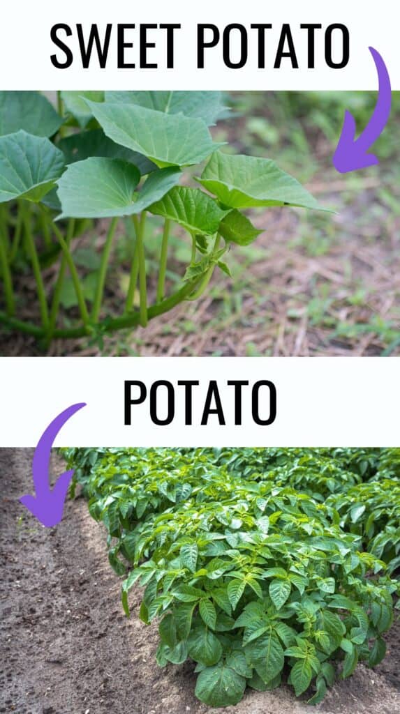 An image with a sweet potato vine and the caption "sweet potato" above a potato plant with the caption "potato"