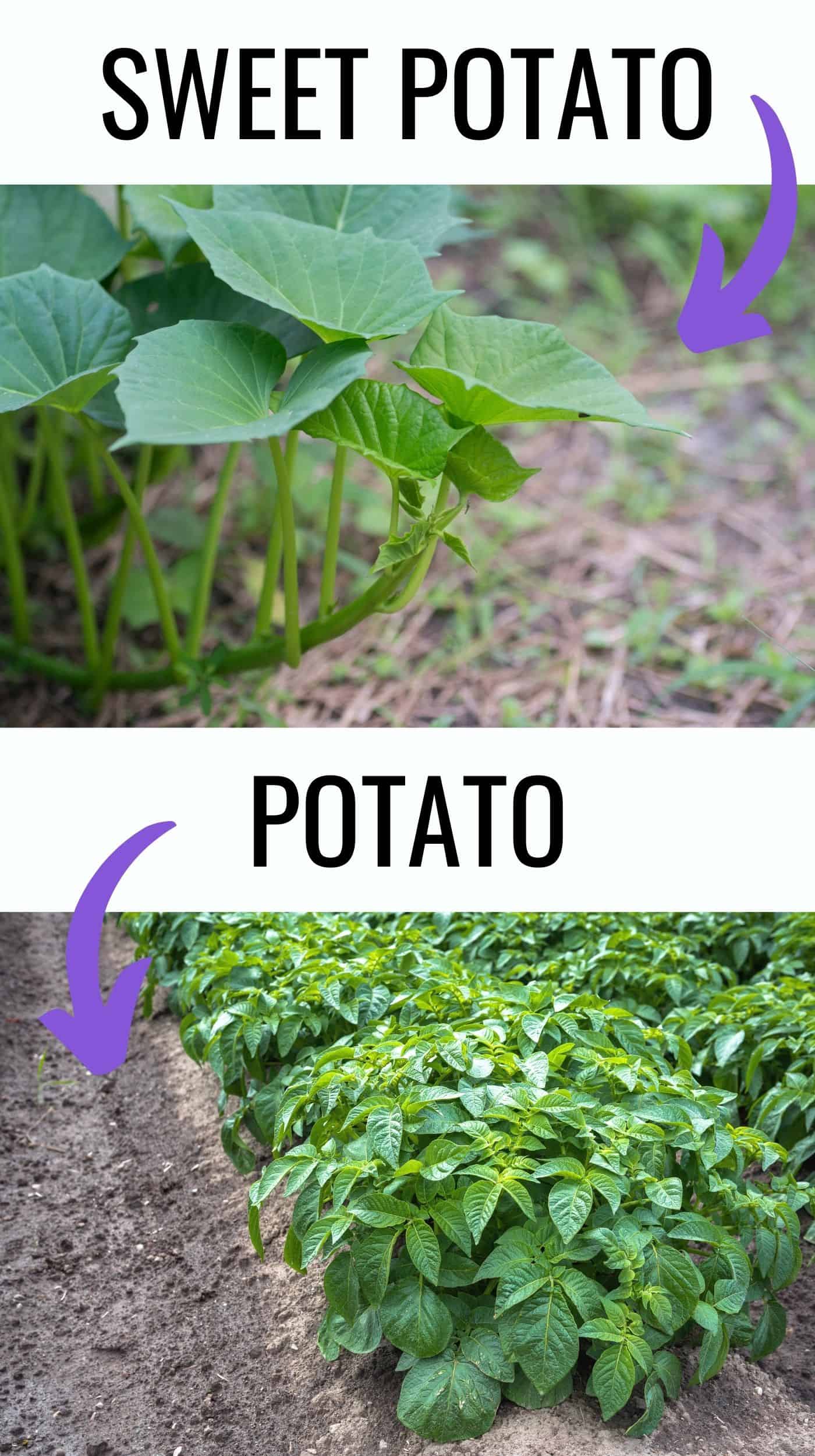 Are Potato Leaves Poisonous? (& is it okay to eat green and sprouted ...