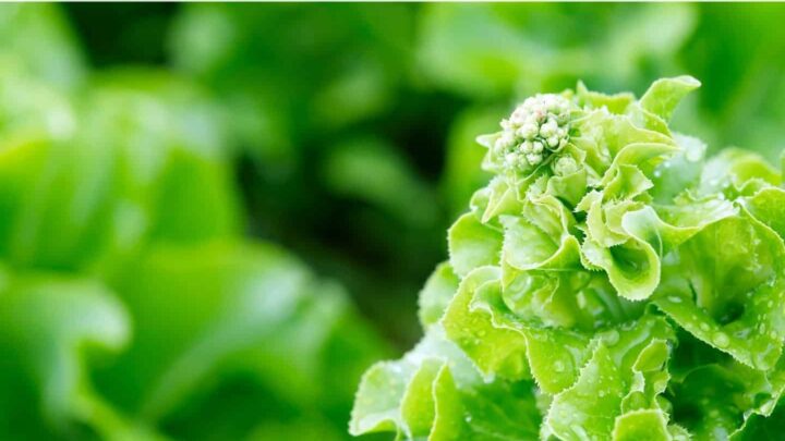 Image for Bitter Lettuce: What to Do About it & How to Prevent it