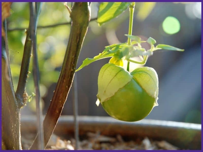 A ripe and ready to harvest tomatillo on the vine. The tomatillo husk is splitting to reveal the fruit inside