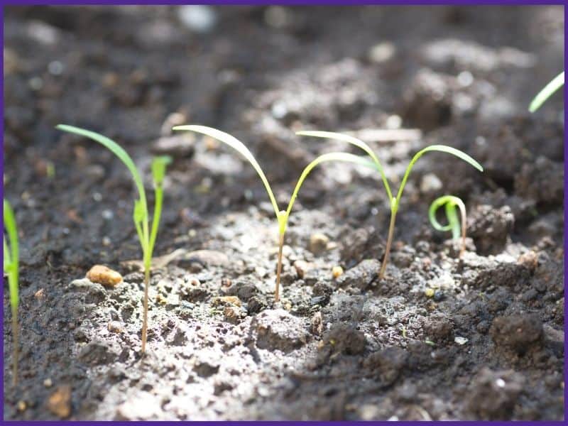 A close up of five young carrot seedlings with thing, grass-like seed leaves