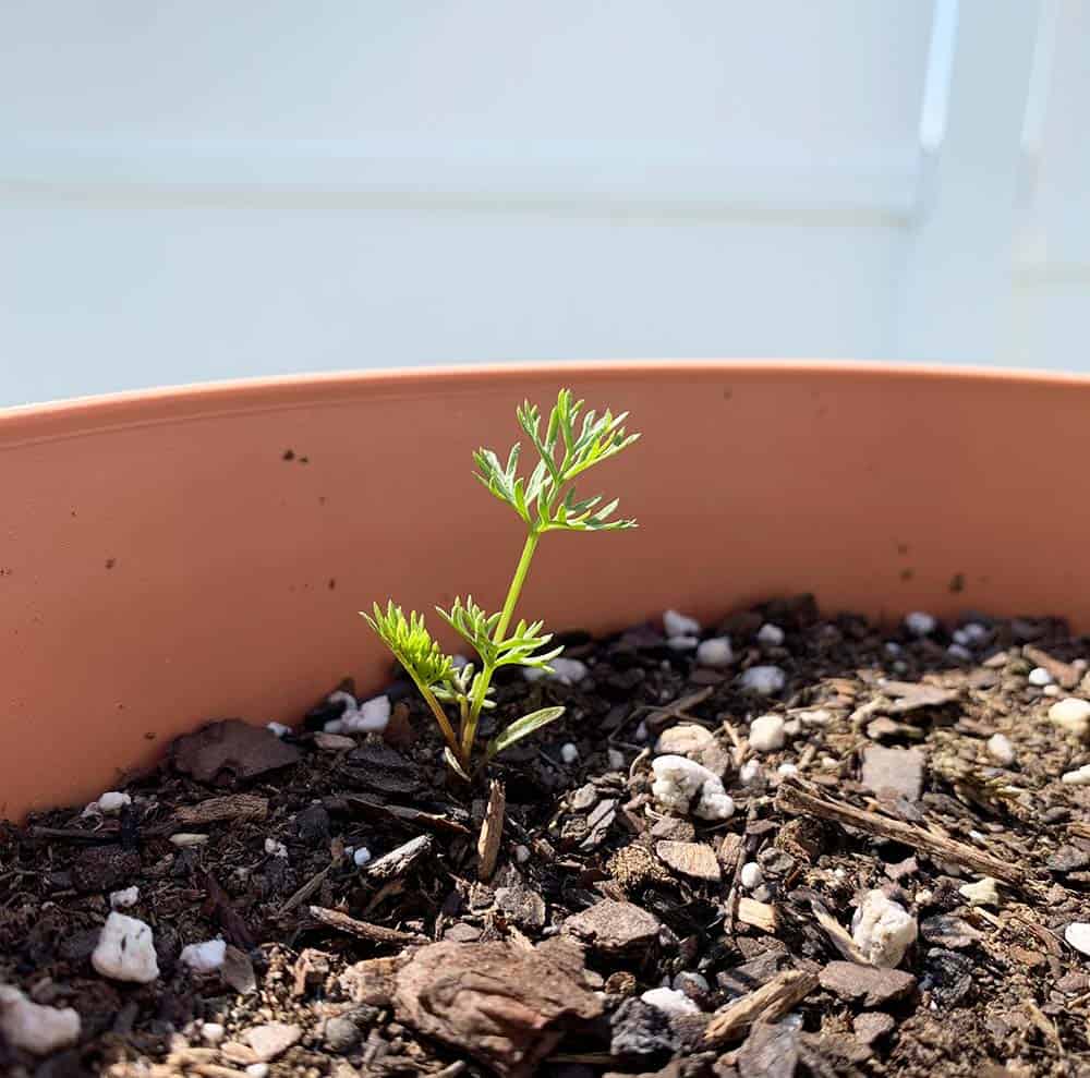 Carrot Sprouts Together Time Family