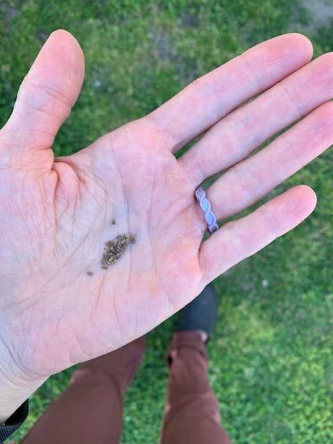 A hand holding a bunch of tiny carrot seeds. A woman's legs in reddish pants and black gardening clogs are visible in the background. 