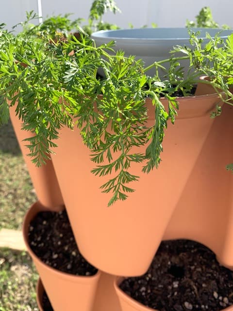 Carrots growing in a terra cotta colored vertical garden planter