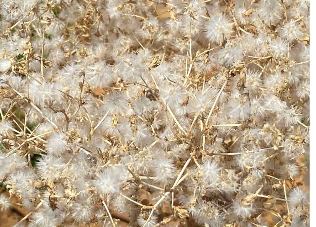 A close up image filled with dry lettuce flowers. They resemble tiny dandelion flowers. 