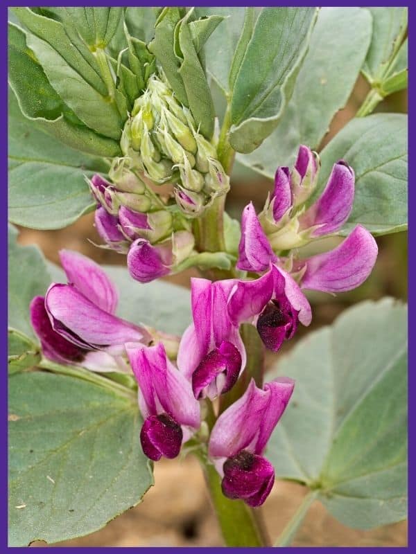 A close up of a flowering red fava bean plant