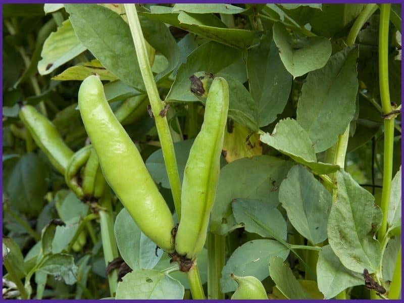 plump fava beans pods ready to harvest