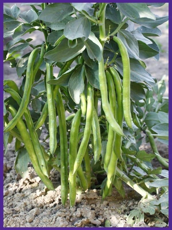 A fava bean plant covered with long, ready to harvest pods