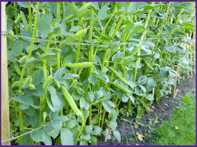 A row of tall fava bean plants with large pods being held in place with twine on wooden stakes