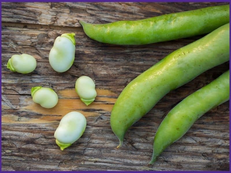 Three fava bean pods and five shelled beans