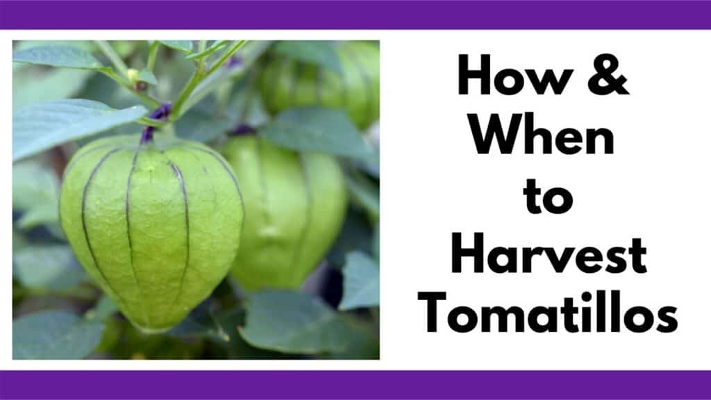 Text "how and when to harvest tomatillos" next to an image of three tomatillos on the vine