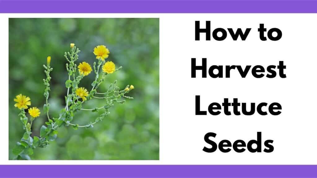 Text "how to harvest lettuce seeds" next to an image of small yellow lettuce flowers