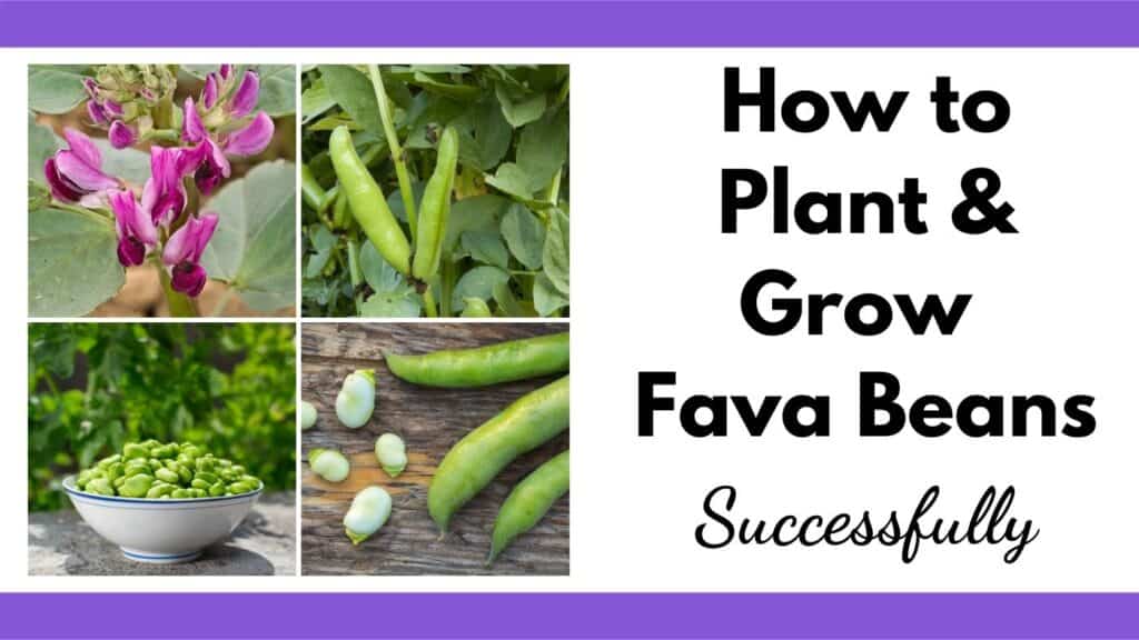 Text "How to plant & grow fava beans successfully" next to a 2x2 image grid of fava beans