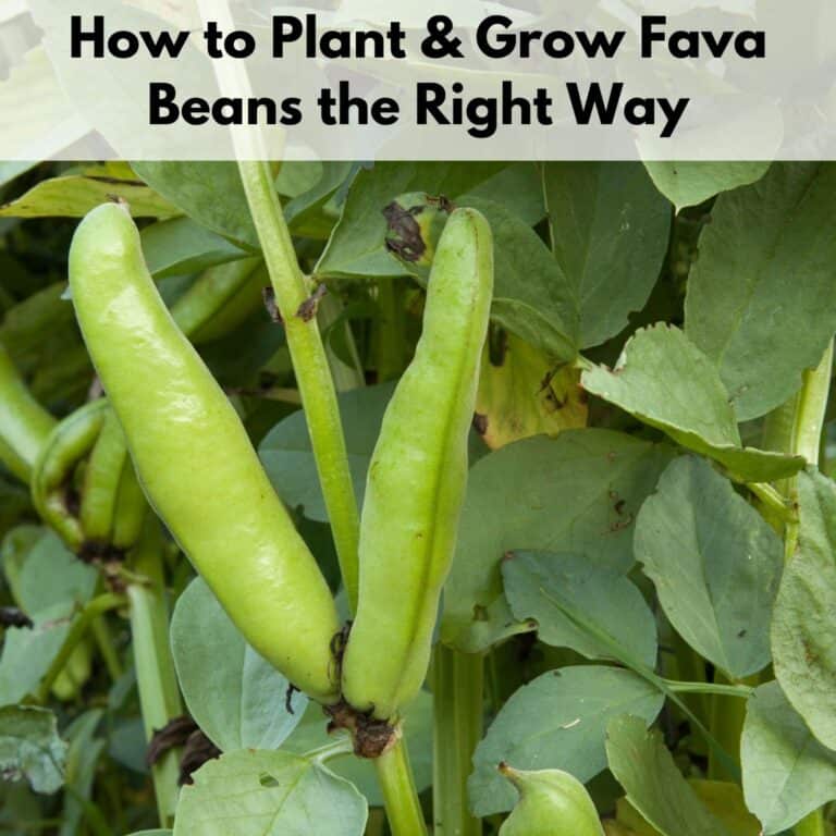 text "how to plant and grow fava beans the right way" over a close up image of a fava bean plant with two large pods ready to harvest